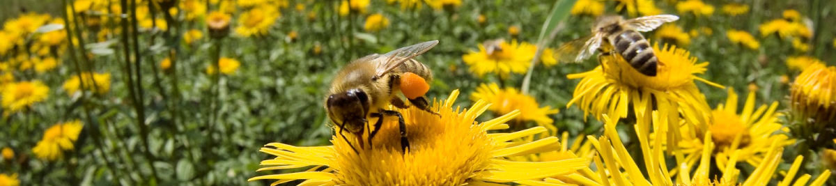 Columbia Area Beekeepers Association